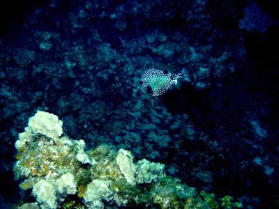 Spotted trunkfish