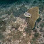 Butterflyfish with fan coral