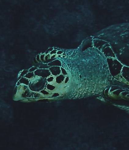 hawksbill turtle