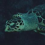 hawksbill turtle