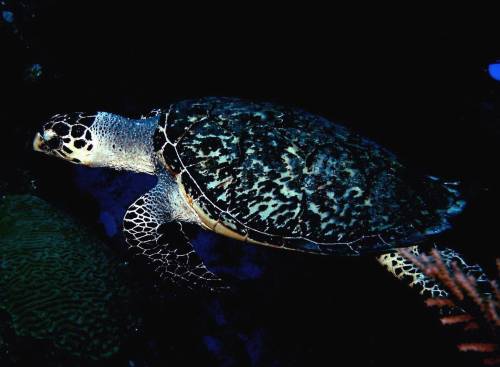 another hawksbill turtle