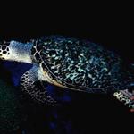 another hawksbill turtle
