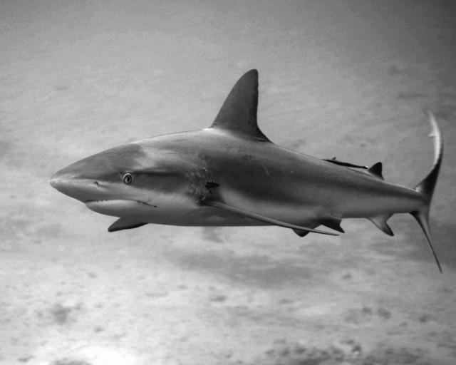 shark81BW