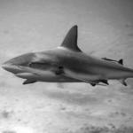 shark81BW