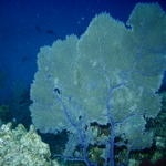 fan coral2