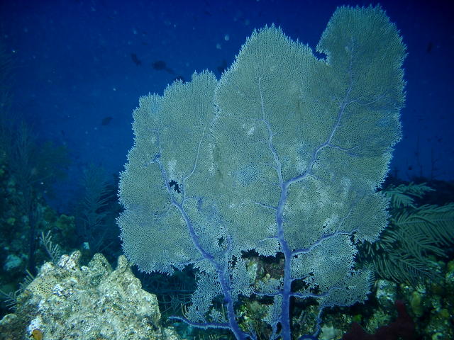 fan coral2