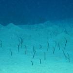 garden eels