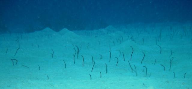 garden eels