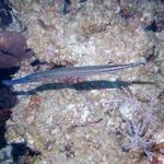 trumpet fish2