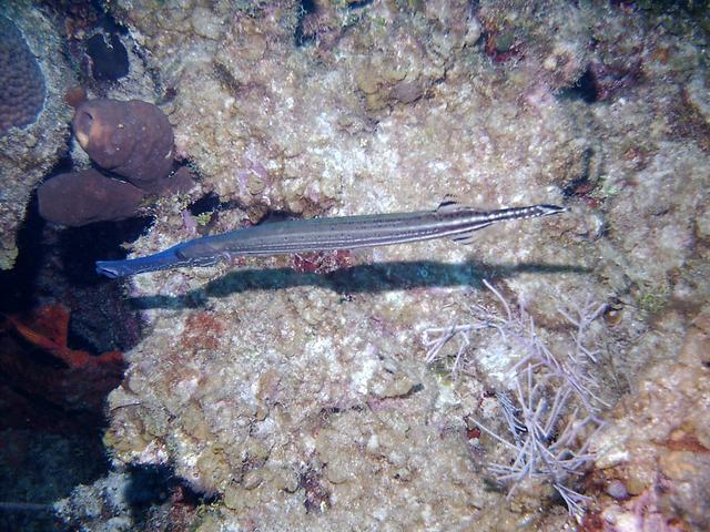 trumpet fish2