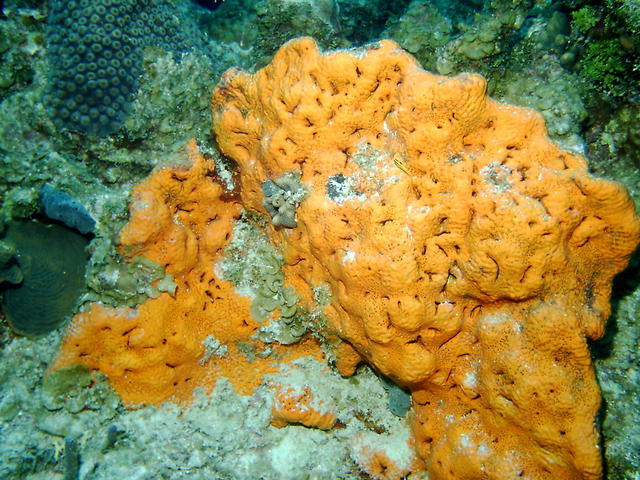 orange coral2
