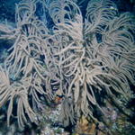 sea fan