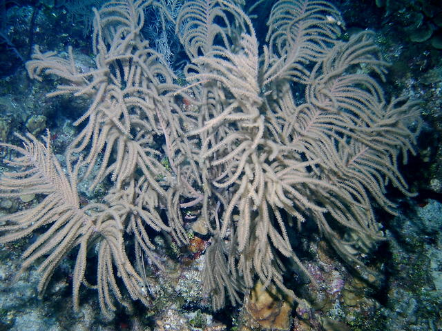 sea fan