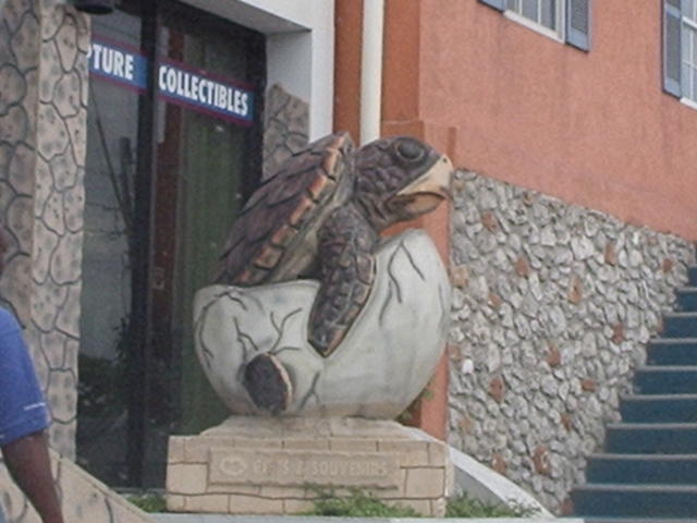 turtle in Georgetown