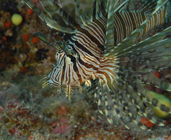 Lion Fish portrait.  3 sml JPG