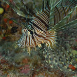 Lion Fish portrait.  3 sml JPG