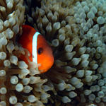 Nemo  small copy