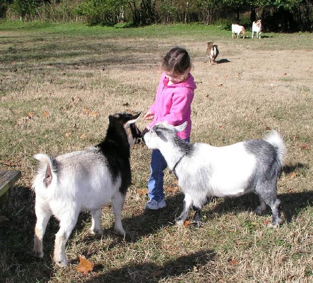 Goats085.JPG