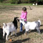 Goats085.JPG