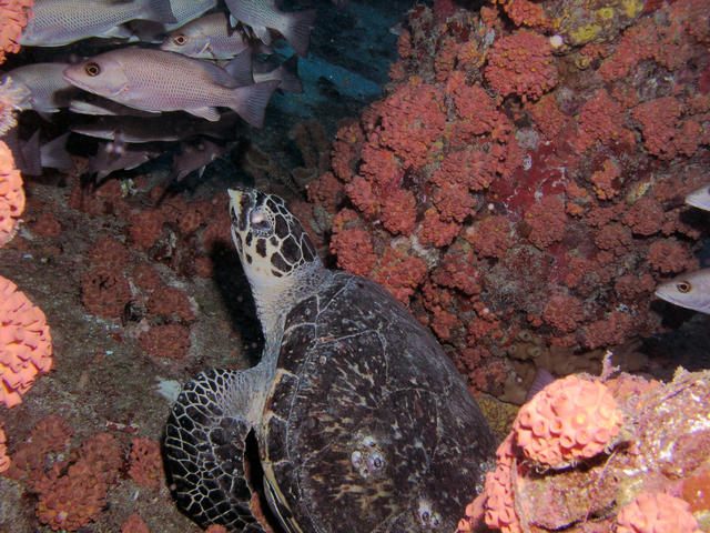 Key Largo Thanksgiving 2004 Turtle Copy