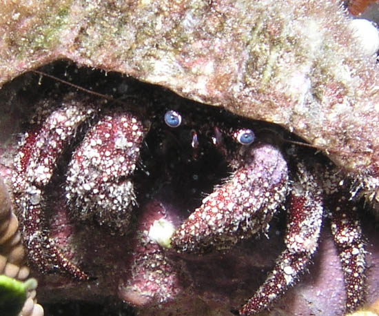 Crab eyes