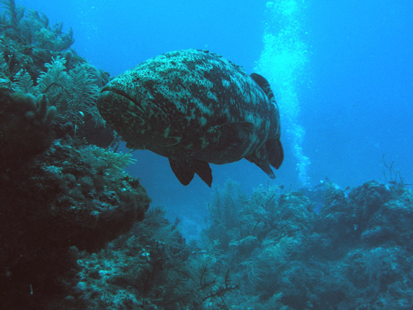 Goliath grouper small copy