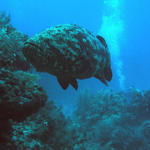 Goliath grouper small copy