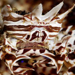 zebra crab