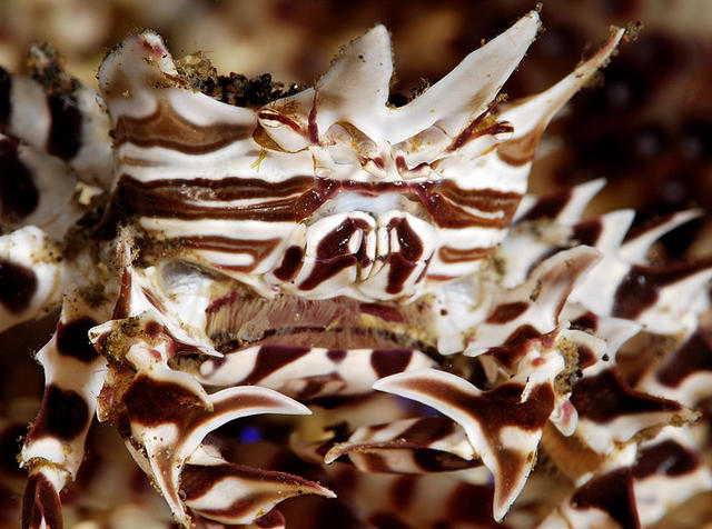 zebra crab