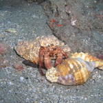 Hermit Crab COH 1-13-07