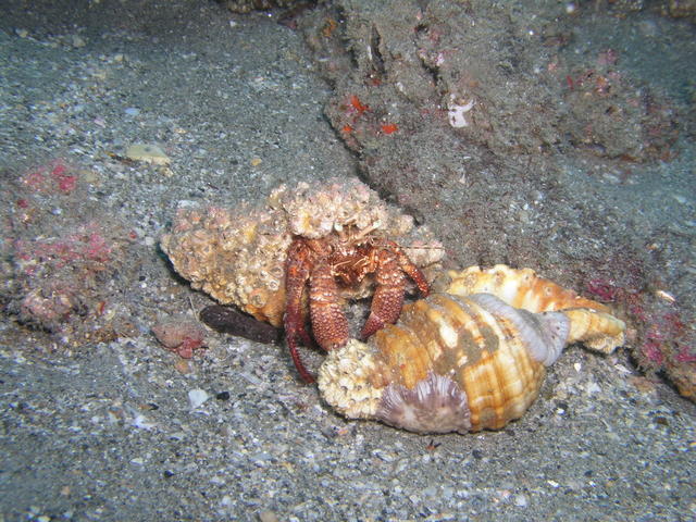 Hermit Crab COH 1-13-07