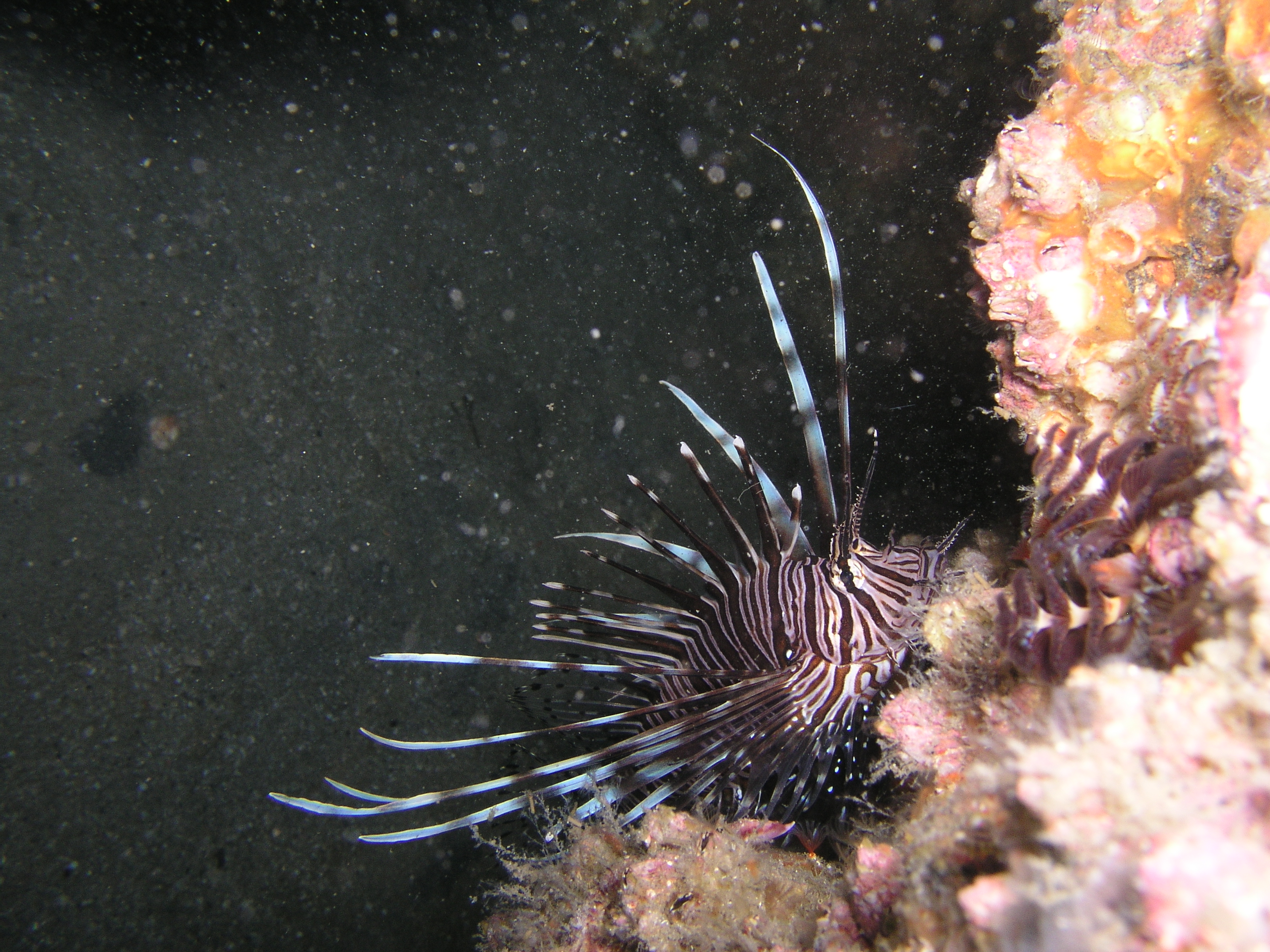 Small Lionfish COH 1-13-07