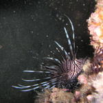 Small Lionfish COH 1-13-07