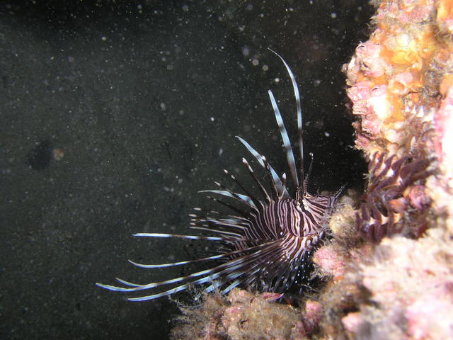 Small Lionfish COH 1-13-07