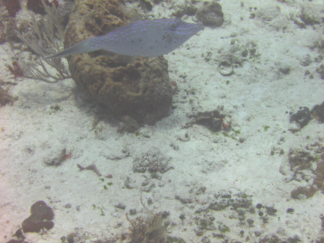 Filefish on Paradise Reef.