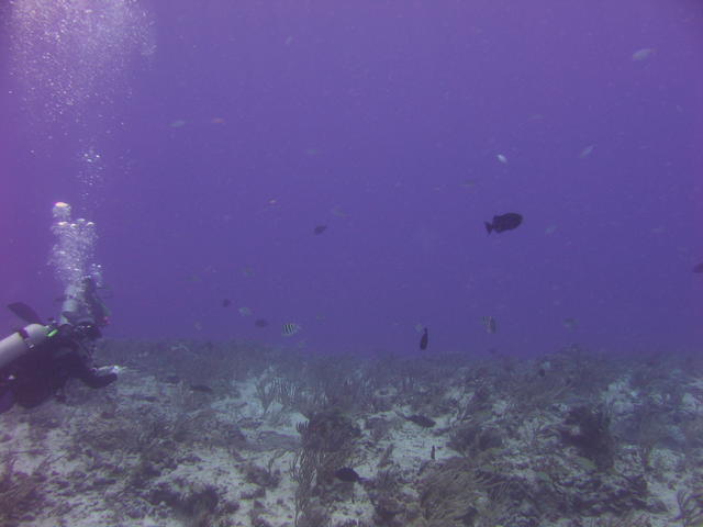 Fish on Paradise Reef