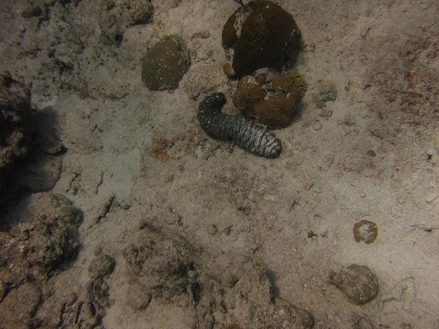 Sea cucumber on Paradise Reef