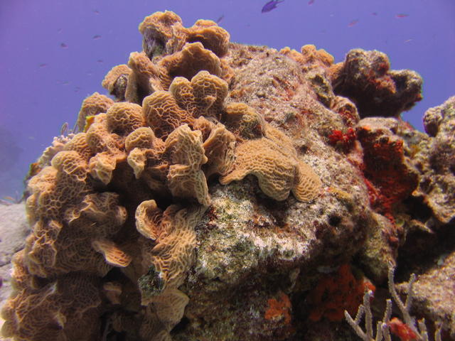Coral head, Paradise Reef