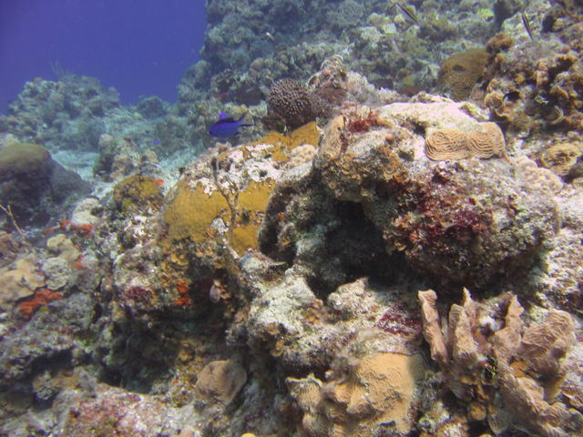 Blue Chromis at Palancar Gardens