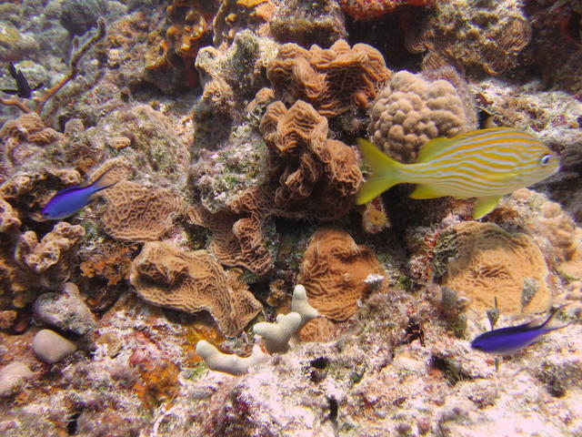 Blue Chromis and Grunt at Palancar Gardens