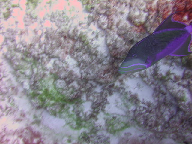 One of dem der trigger fish type things at Palacar