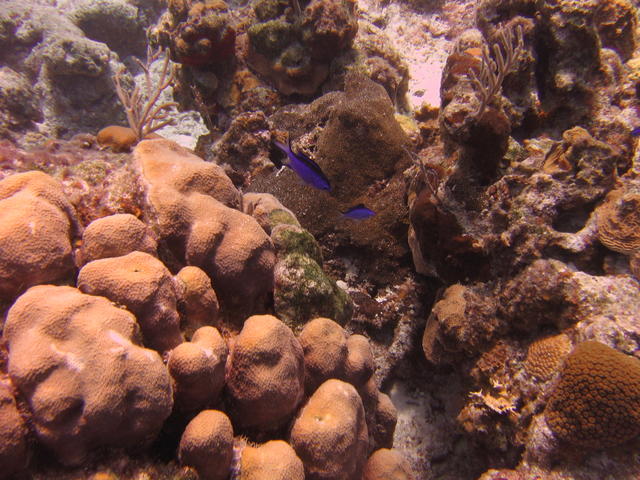 Blue Chromis at Palancar