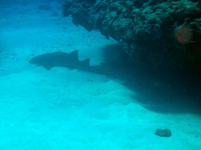 Nurse shark