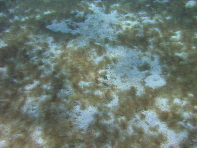 Trunk fish on Palancar