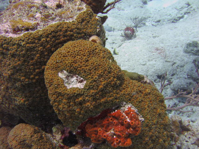 Baby green moray peeking out of his hole; you're gonna have to look for him, he's about the middle of the pic.