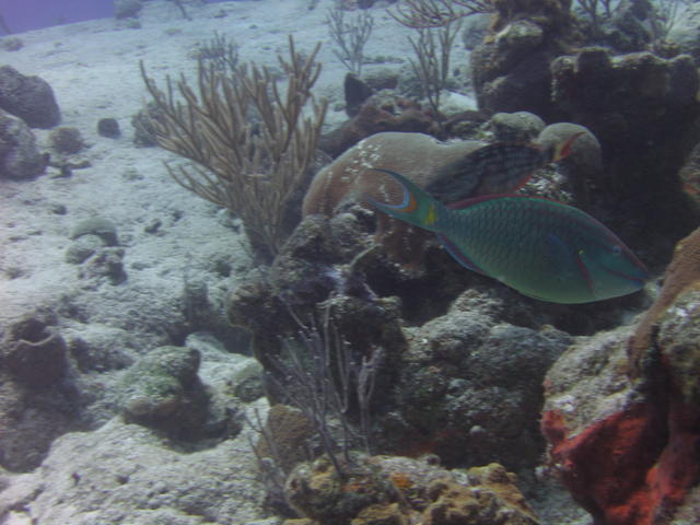 Stoplight Parrotfish