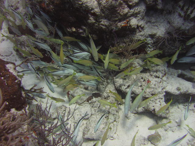 Wad of fish on Paradise Reef.