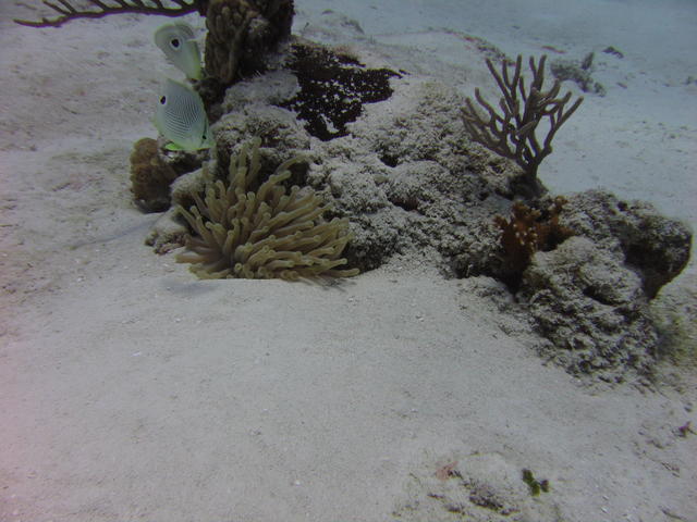 Anemone and four eyed butterflyfish