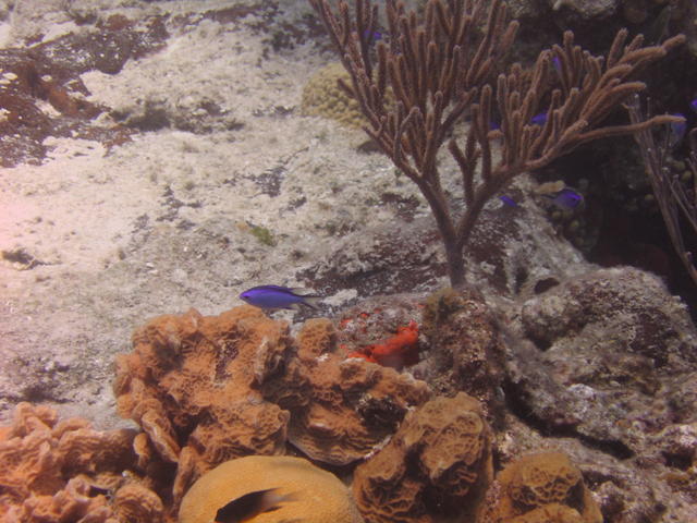 Blue Chromis on Paradise Reef