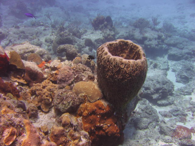 Barrel sponge and blue chromis